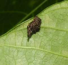 Wagneriana