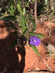 Periandra mediterranea