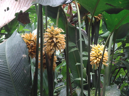 Goeppertia marantifolia (Standl.) Borchs. & S.Suárez