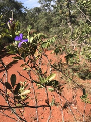 Periandra mediterranea