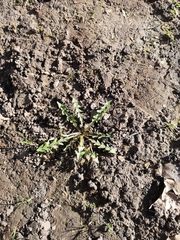 Taraxacum officinale