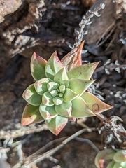 Dudleya campanulata