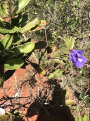 Periandra mediterranea
