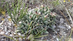 Corpuscularia lehmannii