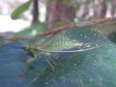 Chlorocysta vitripennis