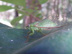 Chlorocysta vitripennis