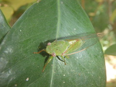 Chlorocysta vitripennis