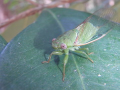 Chlorocysta vitripennis