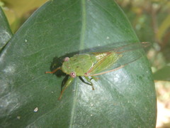 Chlorocysta vitripennis