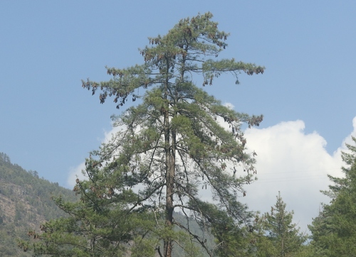 blue pine