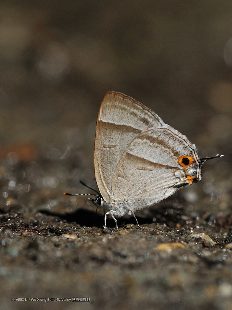 Chrysozephyrus kabrua
