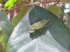 Chlorocysta vitripennis