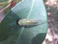 Chlorocysta vitripennis