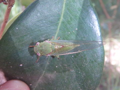 Chlorocysta vitripennis