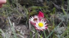 Achyranthemum affine