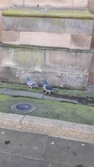 Columba livia domestica