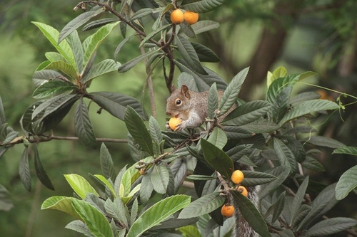 Allen's Squirrel
