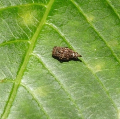 Wagneriana