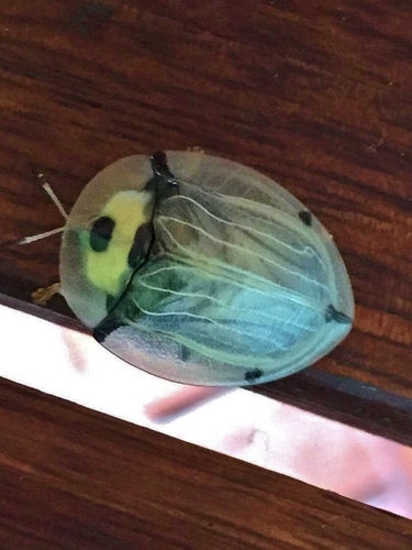 Aspidomorpha angolensis