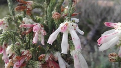 Erica pectinifolia