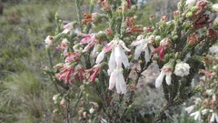 Erica pectinifolia
