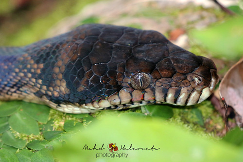 Photo of a Scrub Python (amethistina) (Simalia amethistina)