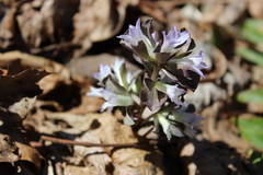 Obolaria virginica