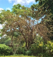 Aspidimorpha angolensis