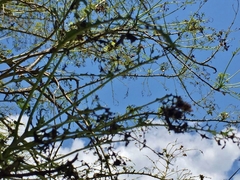 Aspidimorpha angolensis