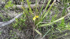 Hypoxis villosa