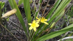 Hypoxis villosa