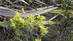 Gnidia styphelioides