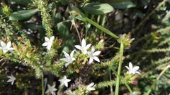 Roella spicata