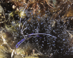 Ancylomenes pedersoni