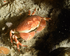 Carpilius corallinus
