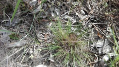 Ficinia fascicularis