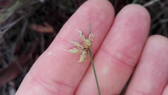 Ficinia fascicularis