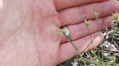 Ficinia fascicularis