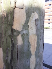 Platanus