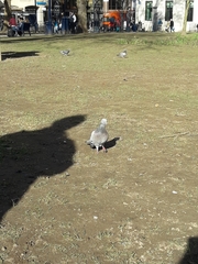 Columba livia domestica