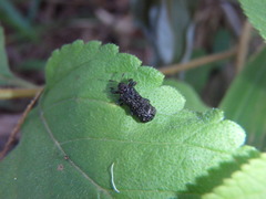 Octotoma scabripennis