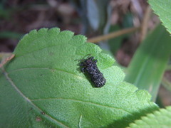 Octotoma scabripennis