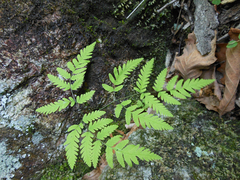 Gymnocarpium jessoense