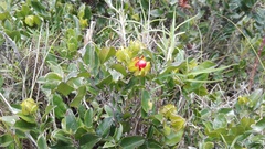 Diospyros scabrida cordata