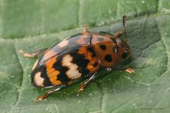 Mycotretus trifasciatus