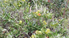 Diospyros scabrida cordata