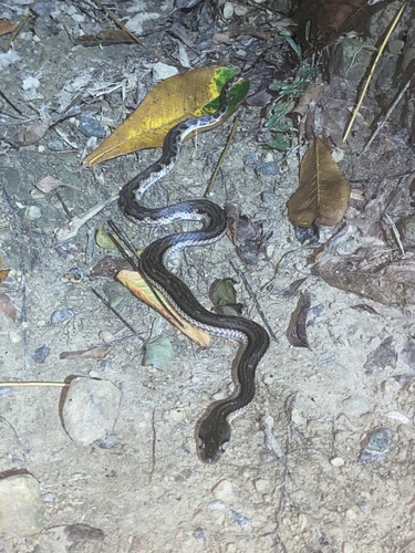 Photo of a Andaman Keelback (Fowlea tytleri)