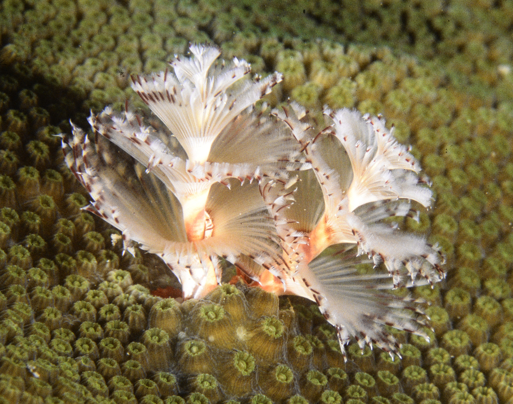 Christmas Tree Worm