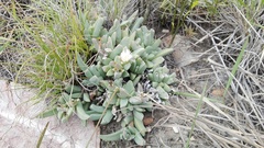 Corpuscularia lehmannii