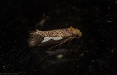 Azaleodes micronipha